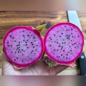 Physical Graffiti Dragon Fruit Cutting 6" plus